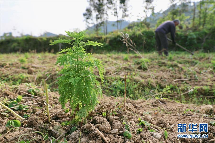 (脱贫攻坚)(3)广西融安:青蒿种植助脱贫