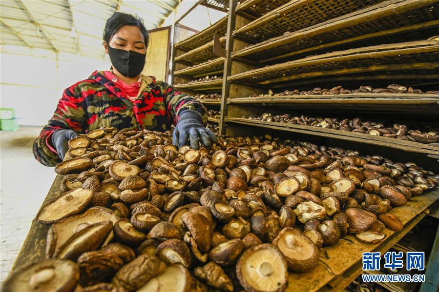 #（聚焦复工复产）（5）河北遵化：农产品加工复工复产  助农就业增收