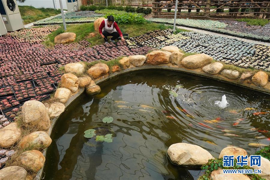 （经济）（9）江苏高邮：“多肉经济”助力生态农业发展