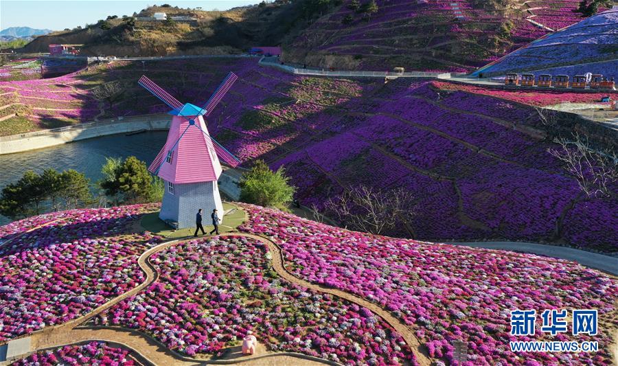 （环境）（2）河北迁西：芝樱花开