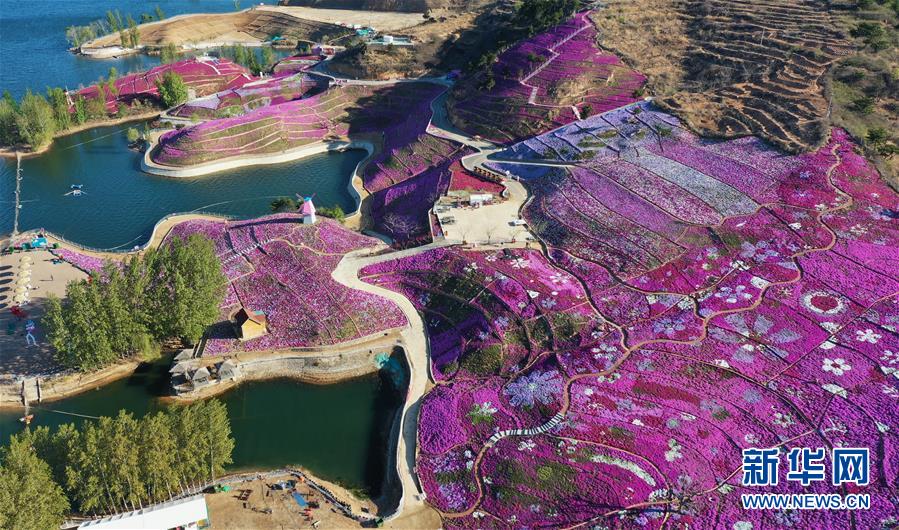 (环境)(4)河北迁西:芝樱花开