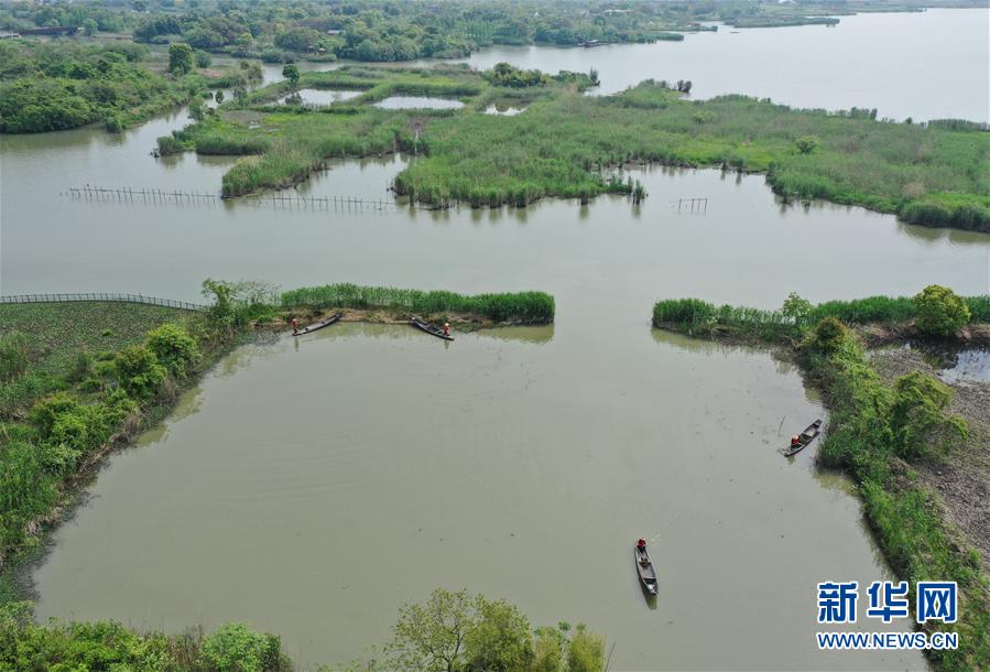 (环境)(5)浙江德清:保护湿地 恢复风貌