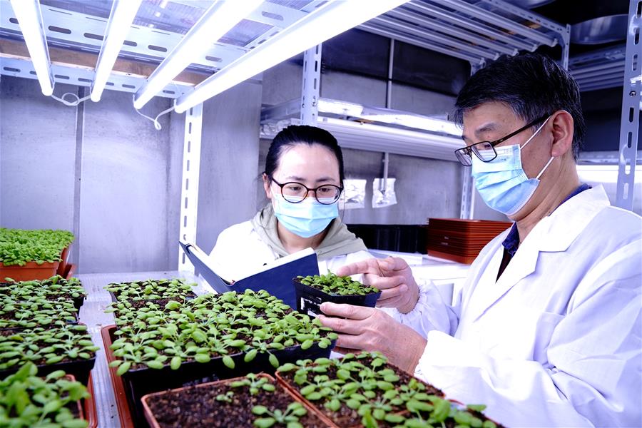 （图文互动）（3）应对全球变暖下粮食安全挑战 我国科学家独辟蹊径获突破性进展