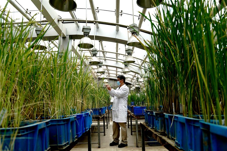 （图文互动）（2）应对全球变暖下粮食安全挑战 我国科学家独辟蹊径获突破性进展