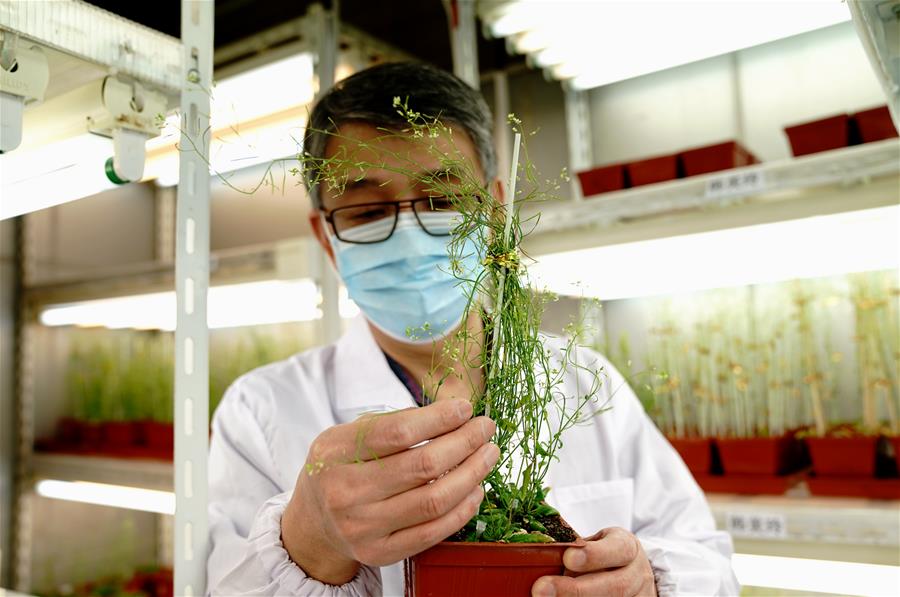 （图文互动）（4）应对全球变暖下粮食安全挑战 我国科学家独辟蹊径获突破性进展