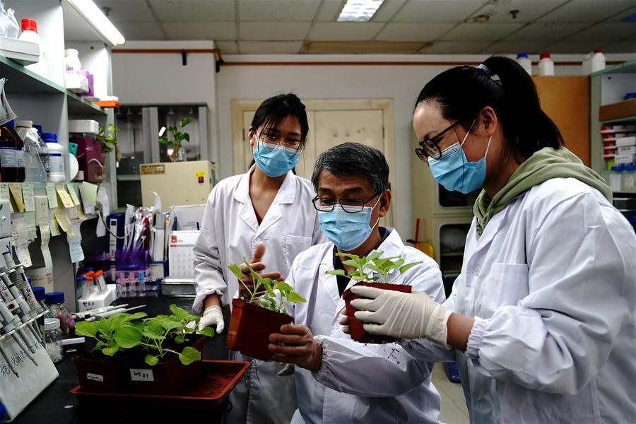 （图文互动）（5）应对全球变暖下粮食安全挑战 我国科学家独辟蹊径获突破性进展