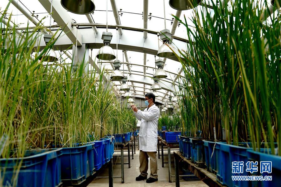 （图文互动）（2）应对全球变暖下粮食安全挑战 我国科学家独辟蹊径获突破性进展