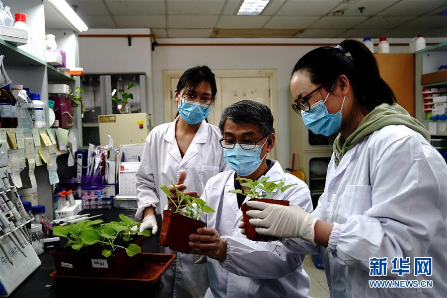 （图文互动）（5）应对全球变暖下粮食安全挑战 我国科学家独辟蹊径获突破性进展