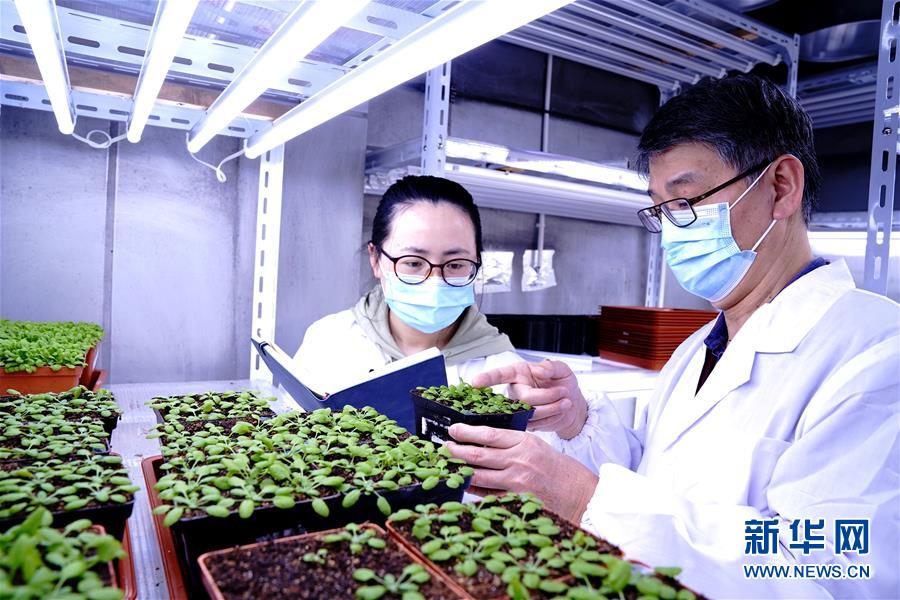 （图文互动）（3）应对全球变暖下粮食安全挑战 我国科学家独辟蹊径获突破性进展