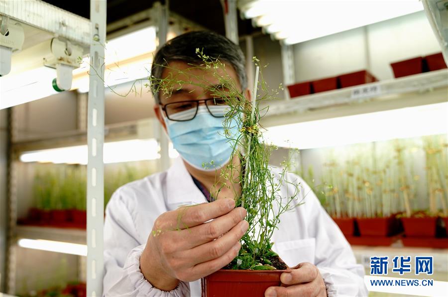 （图文互动）（4）应对全球变暖下粮食安全挑战 我国科学家独辟蹊径获突破性进展
