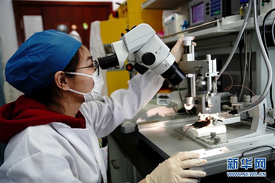 （图文互动）（2）攻击行为如何被大脑控制？科学家在小鼠大脑中发现“调节开关”