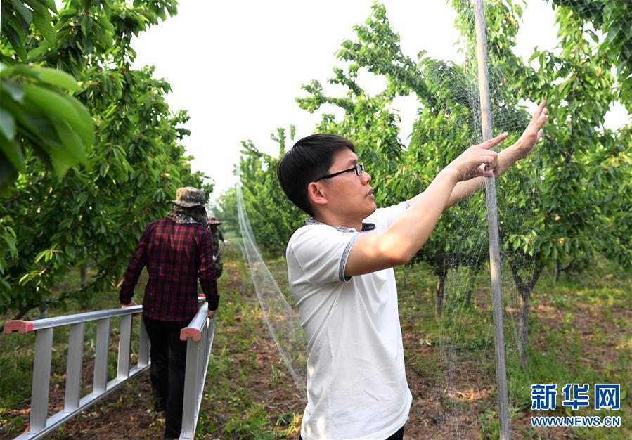 （图片故事）（7）“80后”返乡创业青年王文一：让青春之花绽放在田间地头