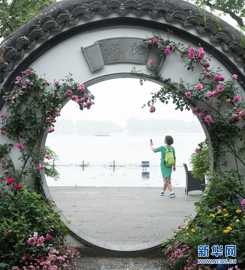 (社会)(1)杭州:月季缤纷