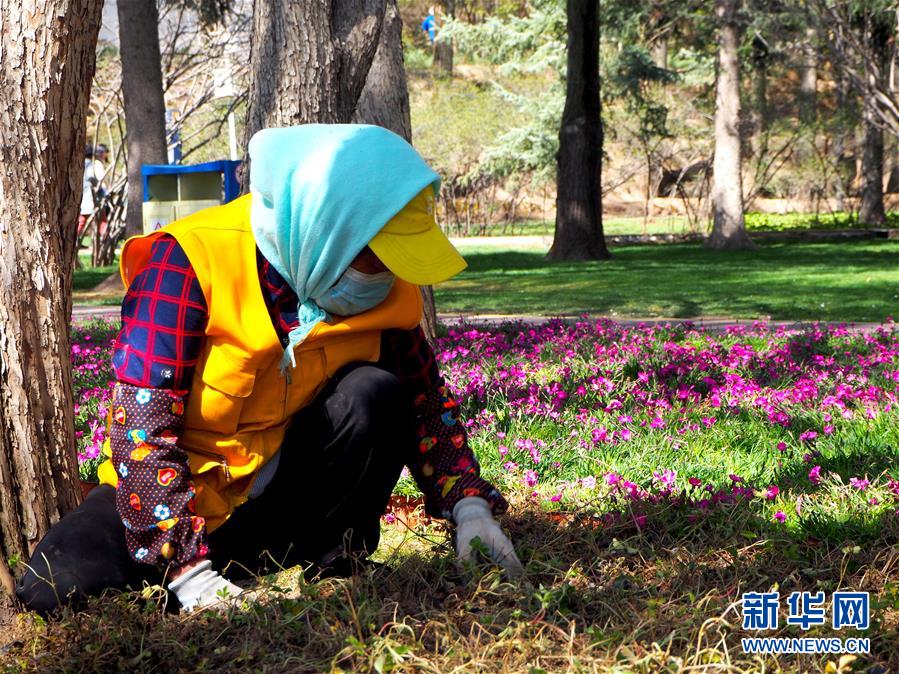 (图文互动)(2)特写:西宁花事