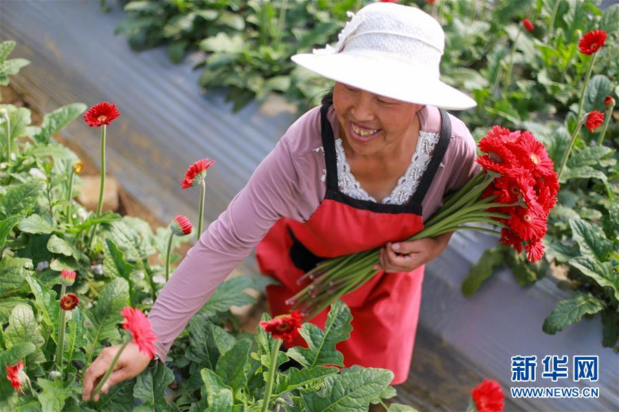 #（经济）（2）贵州黔西：“鲜花经济”助增收