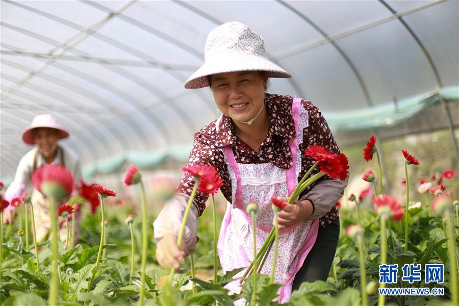 #（经济）（1）贵州黔西：“鲜花经济”助增收