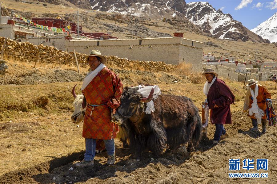 （图文互动）（1）藏北牧区的春耕典礼