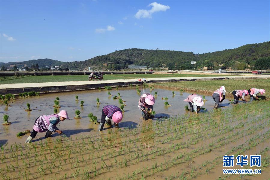 (经济)(5)云南寻甸:传统农耕水稻种植忙
