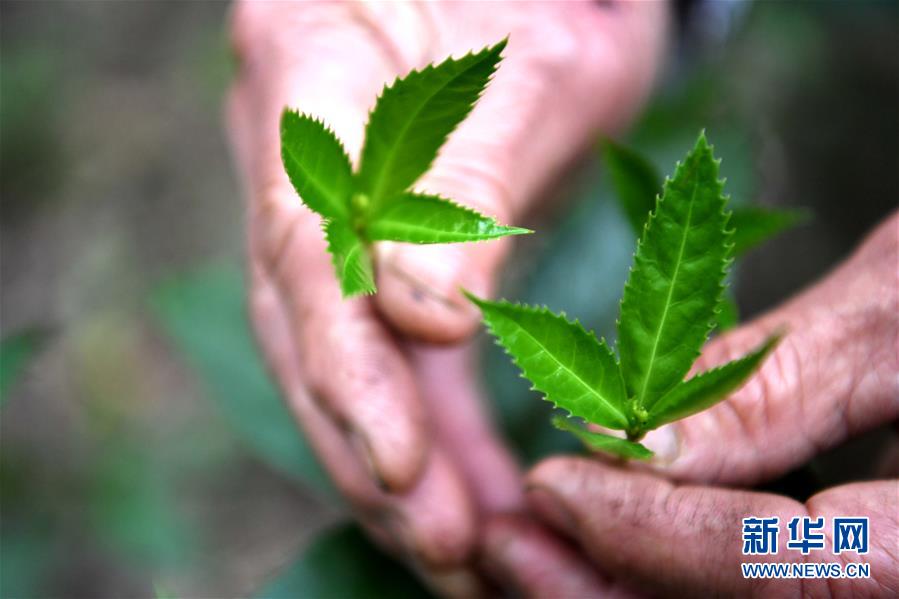 (决战决胜脱贫攻坚·图文互动)(2)唤醒沉睡在深山的资源——贵州榕江发展草珊瑚产业脱贫致富