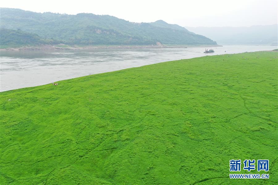 （社会）（3）重庆：长江水位回落现草海