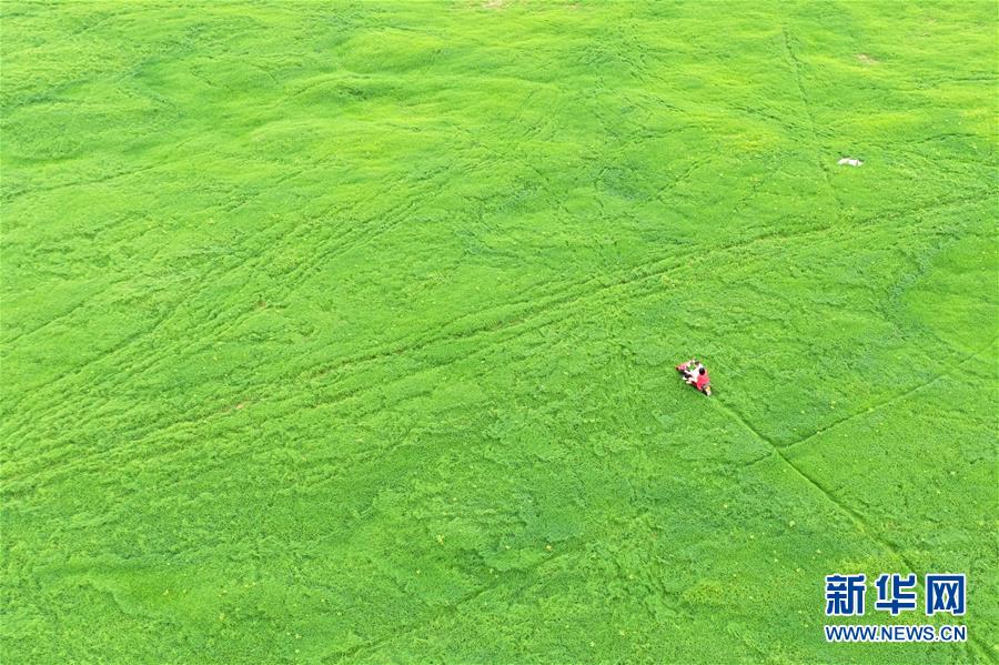 （社会）（5）重庆：长江水位回落现草海