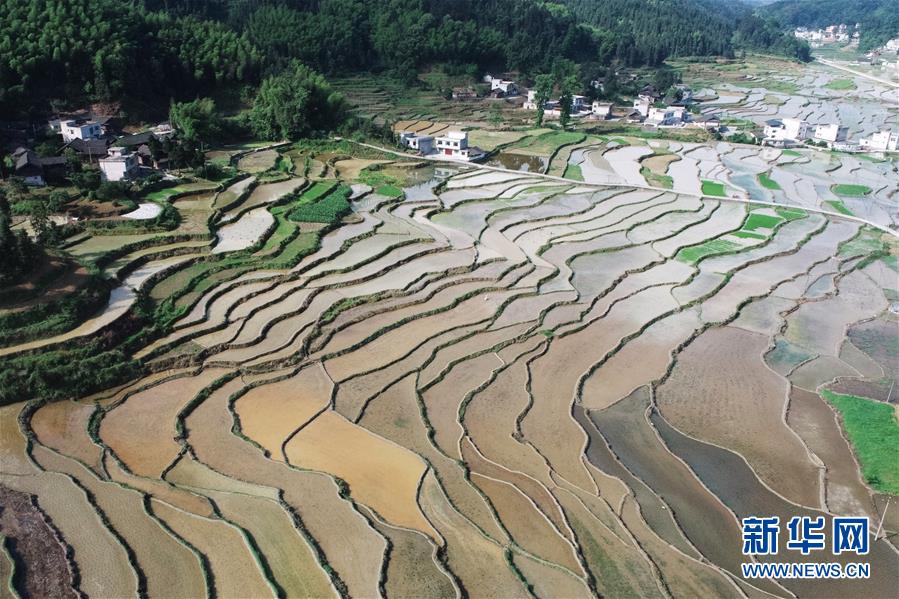 #（美丽中国）（8）鸟瞰梯田美