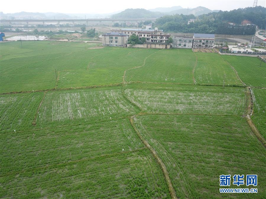 （来自一线的调查报告·图文互动）（2）“合成机械化粮农”成南方水田新“王者”——来自湖南产粮大县的田间见闻