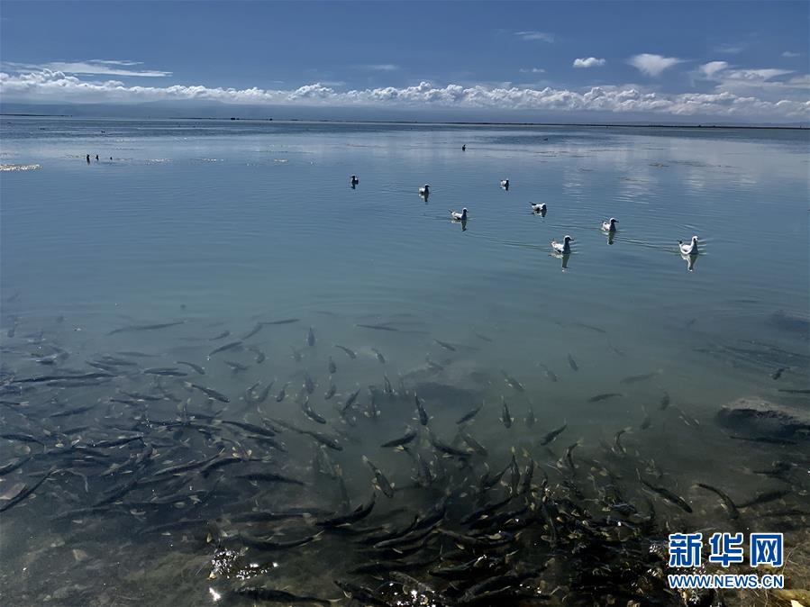 (图文互动)(3)青海积极推进青海湖国家公园规划建设