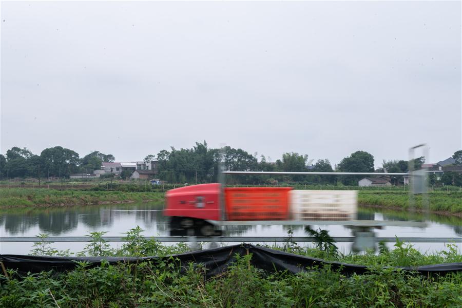 （新华视界）（3）龙虾养殖基地跑起“小火车”