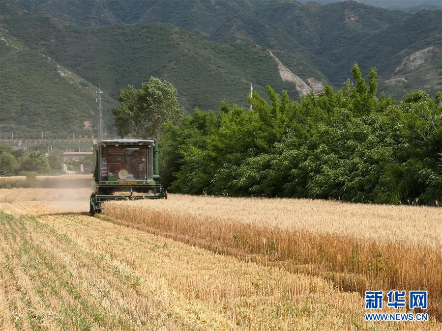 （经济）（3）山西运城：400余万亩冬小麦开始收获