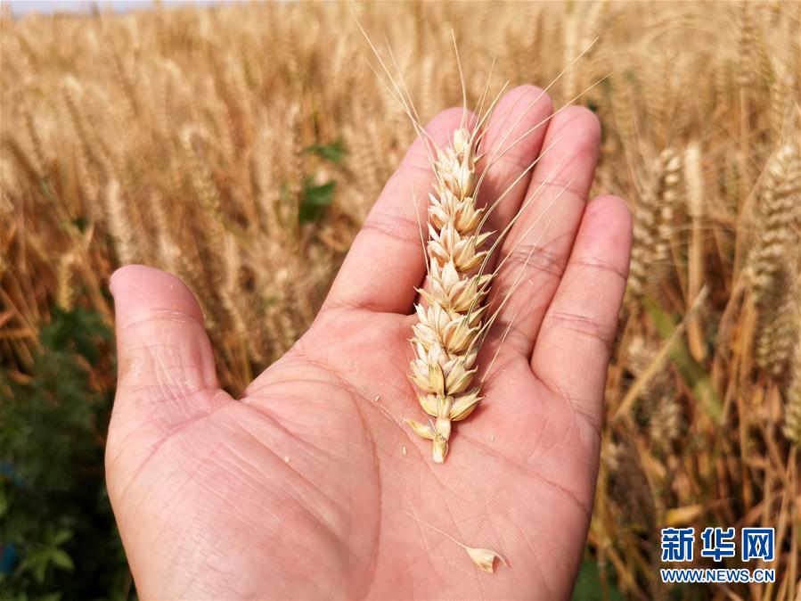 （经济）（4）山西运城：400余万亩冬小麦开始收获