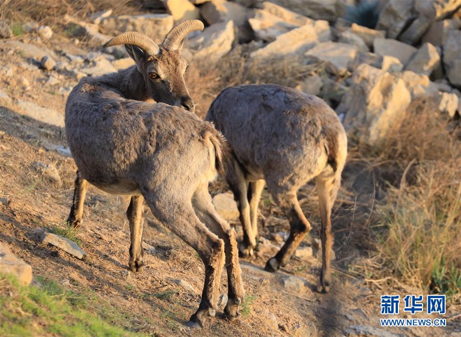 (环境)(5)内蒙古:甘德尔山上的岩壁“精灵”