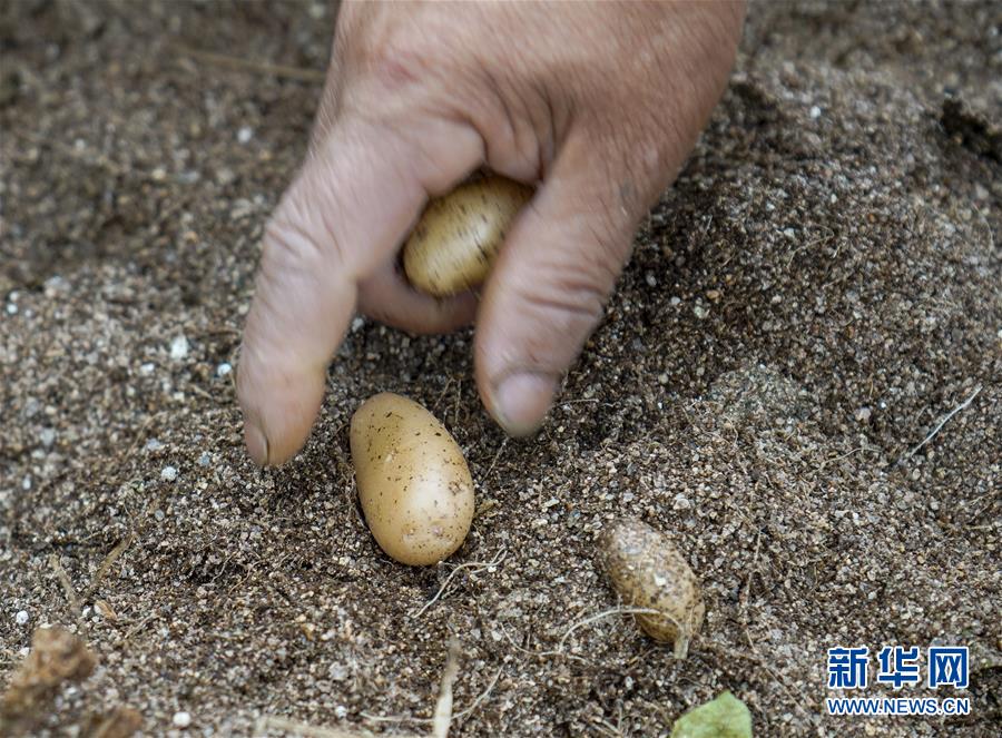 （脱贫攻坚）（7）重庆巫溪：马铃薯脱毒技术“点土为金”  