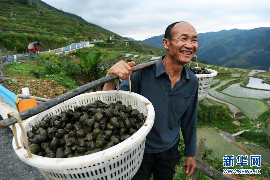 （脱贫攻坚）（2）贵州从江：播下种螺助增收