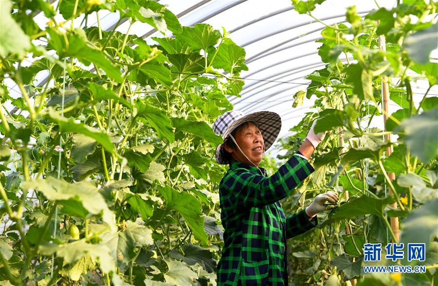 （脱贫攻坚）（3）河南南阳：打造产业基地 助力脱贫增收