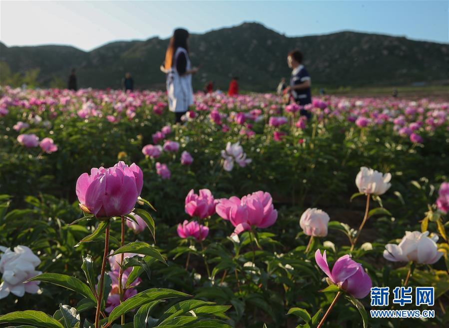 （社会）（2）辽宁阜新：芍药花开引游人