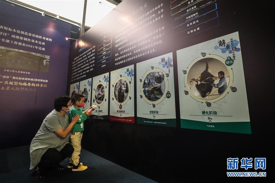 (社会)(3)抹香鲸塑化标本大连展出