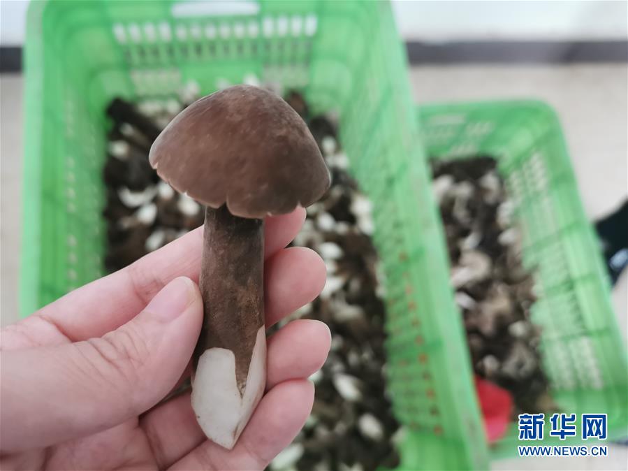 （图文互动）（1）芦苇生“仙菇” “包袱”变“财富”