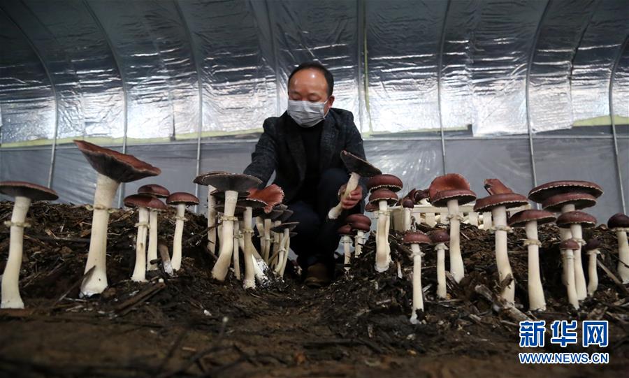 (图文互动)(8)芦苇生“仙菇” “包袱”变“财富”