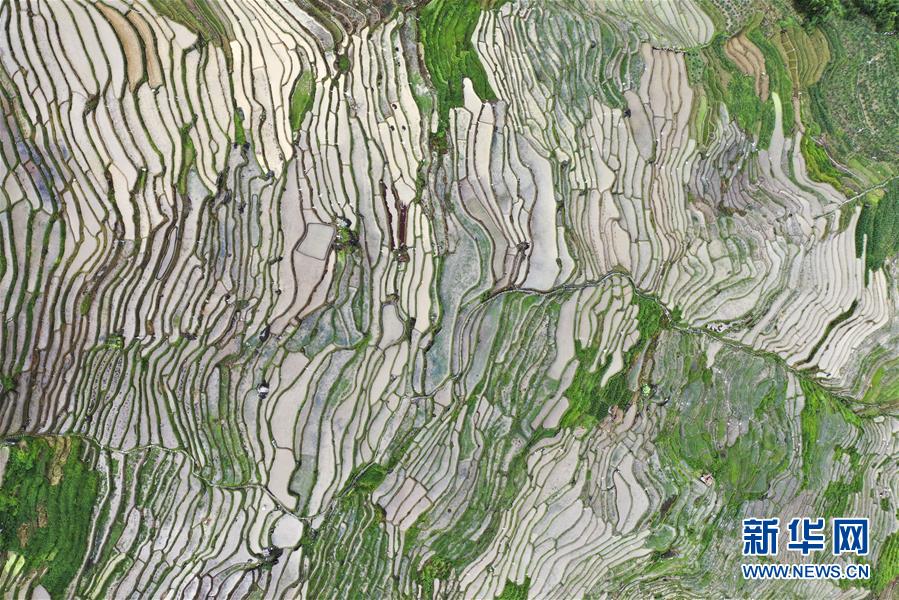 (环境)(11)广西龙胜:夏日龙脊景色迷人