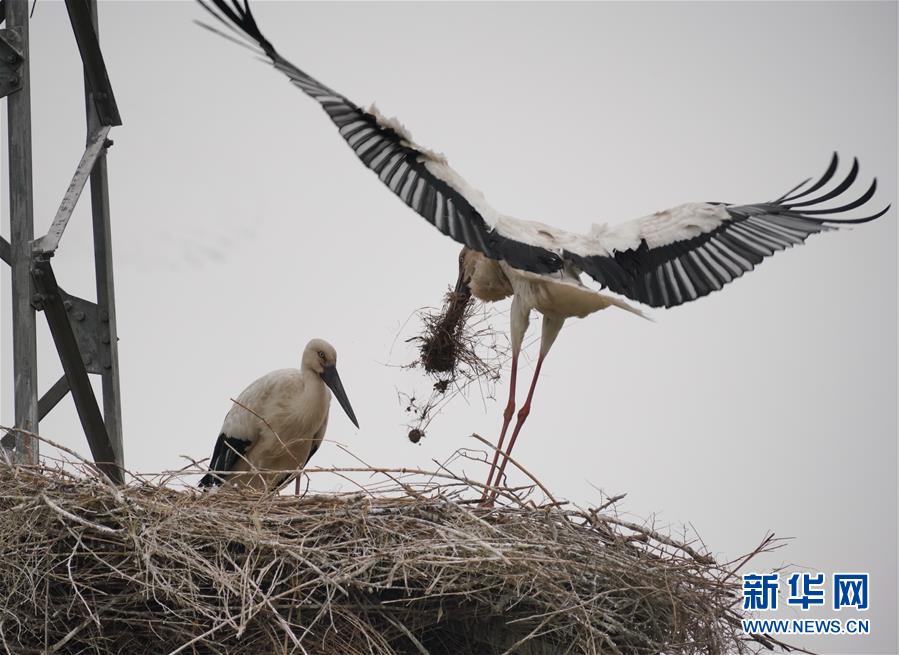 （环境）（2）河北唐山：东方白鹳沿海筑巢育雏
