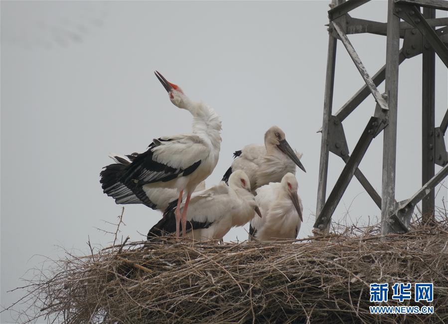 （环境）（3）河北唐山：东方白鹳沿海筑巢育雏
