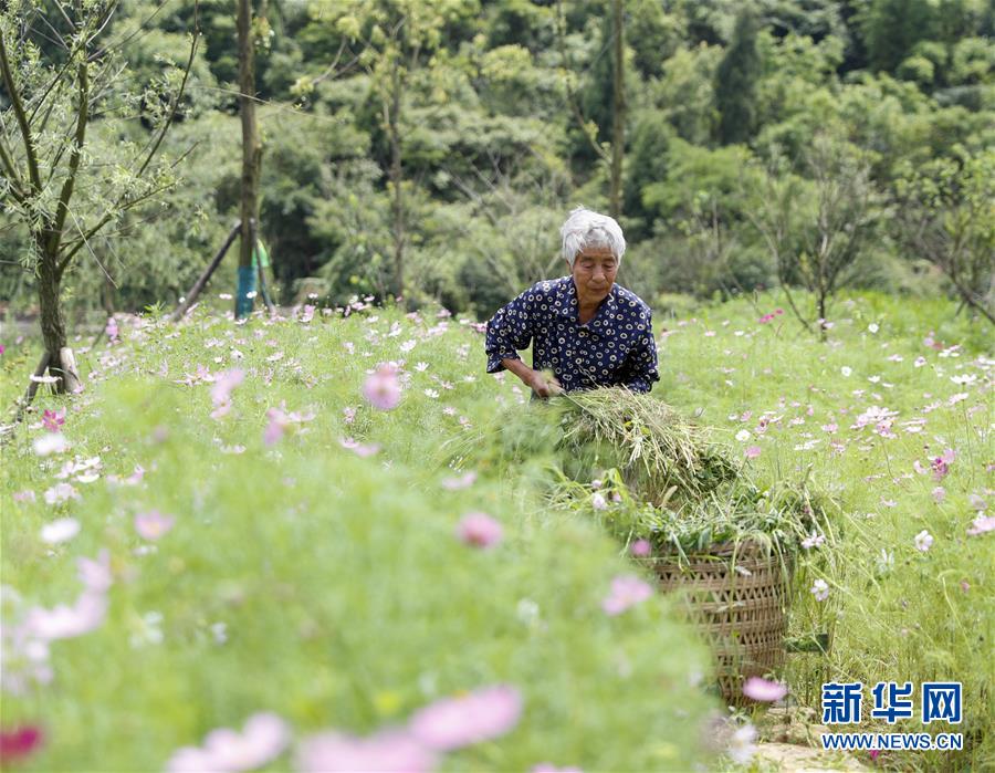 (社会)(5)重庆渝北:整治人居环境 打造宜居乡村
