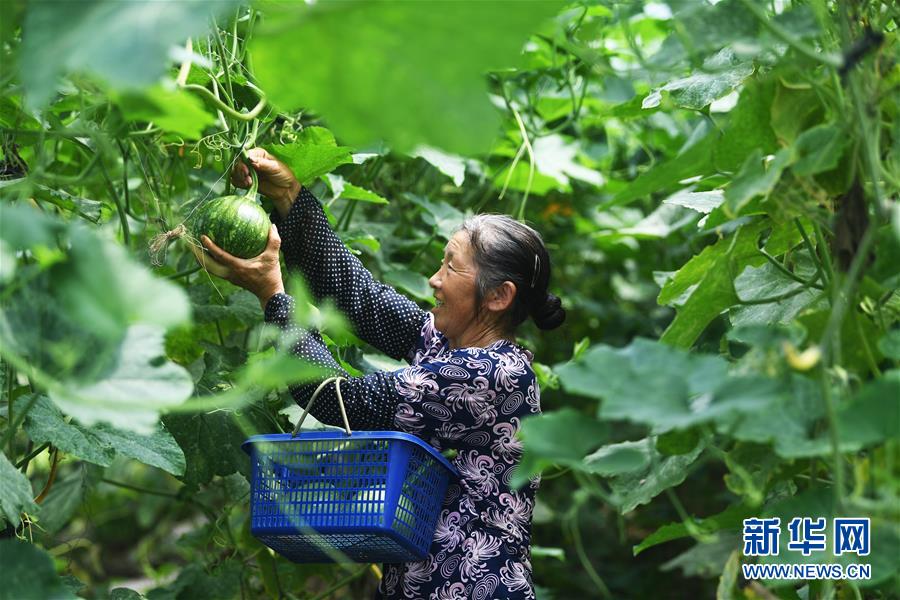 （经济）（3）重庆渝北：高山蔬菜助力乡村振兴