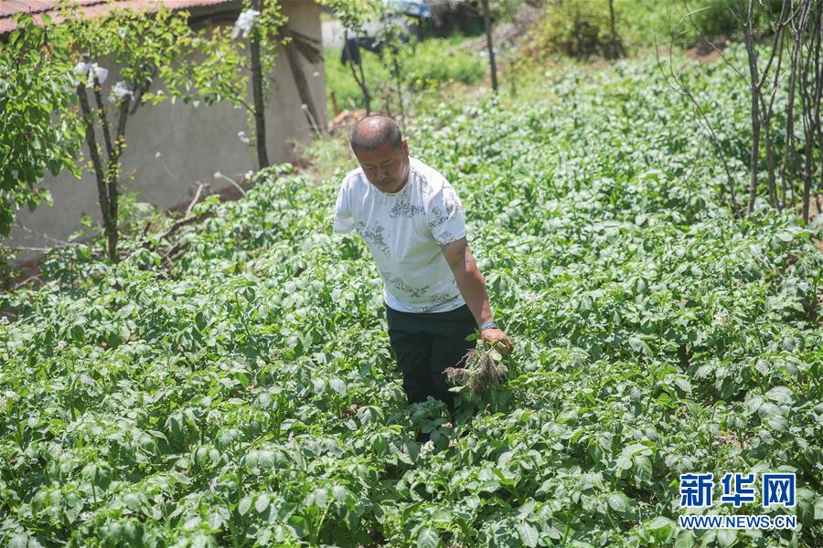 （决战决胜脱贫攻坚·图文互动）（3）独臂农民陈富宝的“小康”路