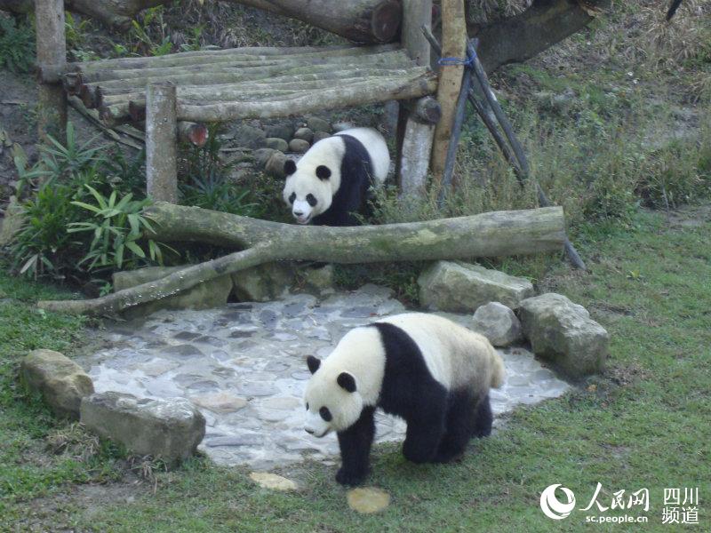 大熊猫“团团”“圆圆”。台北动物园供图