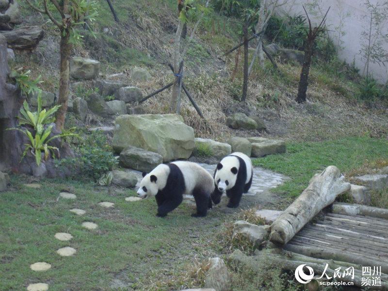 大熊猫“团团”“圆圆”。台北动物园供图