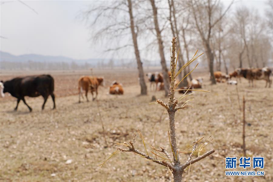 （新华视点·图文互动）（6）苗木有的枯死有的遭牛羊啃食……河北沽源多处林带为何“种树不见树”？