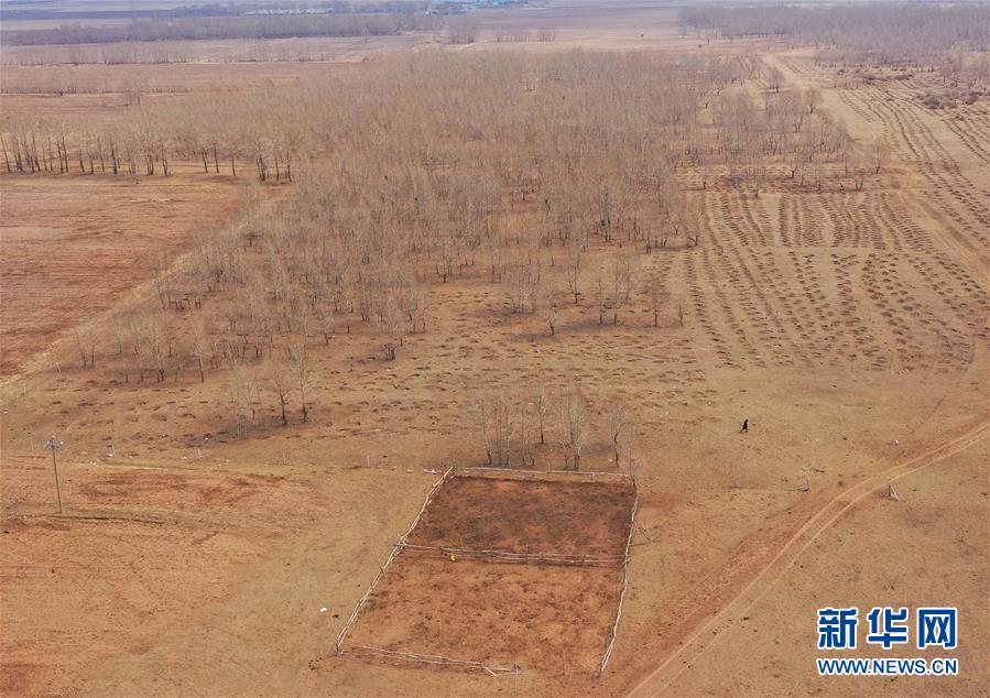 （新华视点·图文互动）（9）苗木有的枯死有的遭牛羊啃食……河北沽源多处林带为何“种树不见树”？