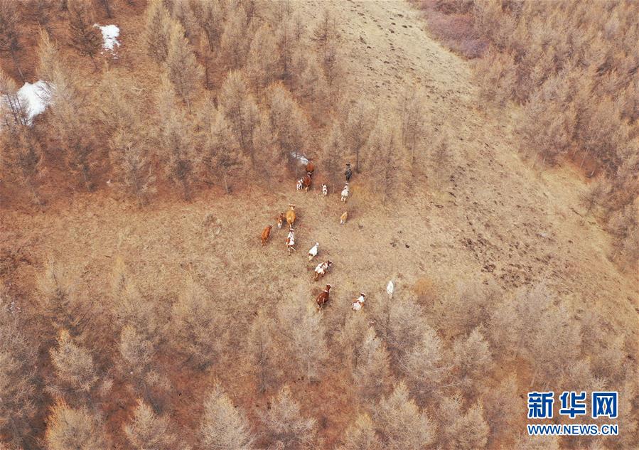 （新华视点·图文互动）（11）苗木有的枯死有的遭牛羊啃食……河北沽源多处林带为何“种树不见树”？